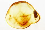 Detailed Fossil Cockroach (Blattodea) In Baltic Amber - Rare! #275454-1